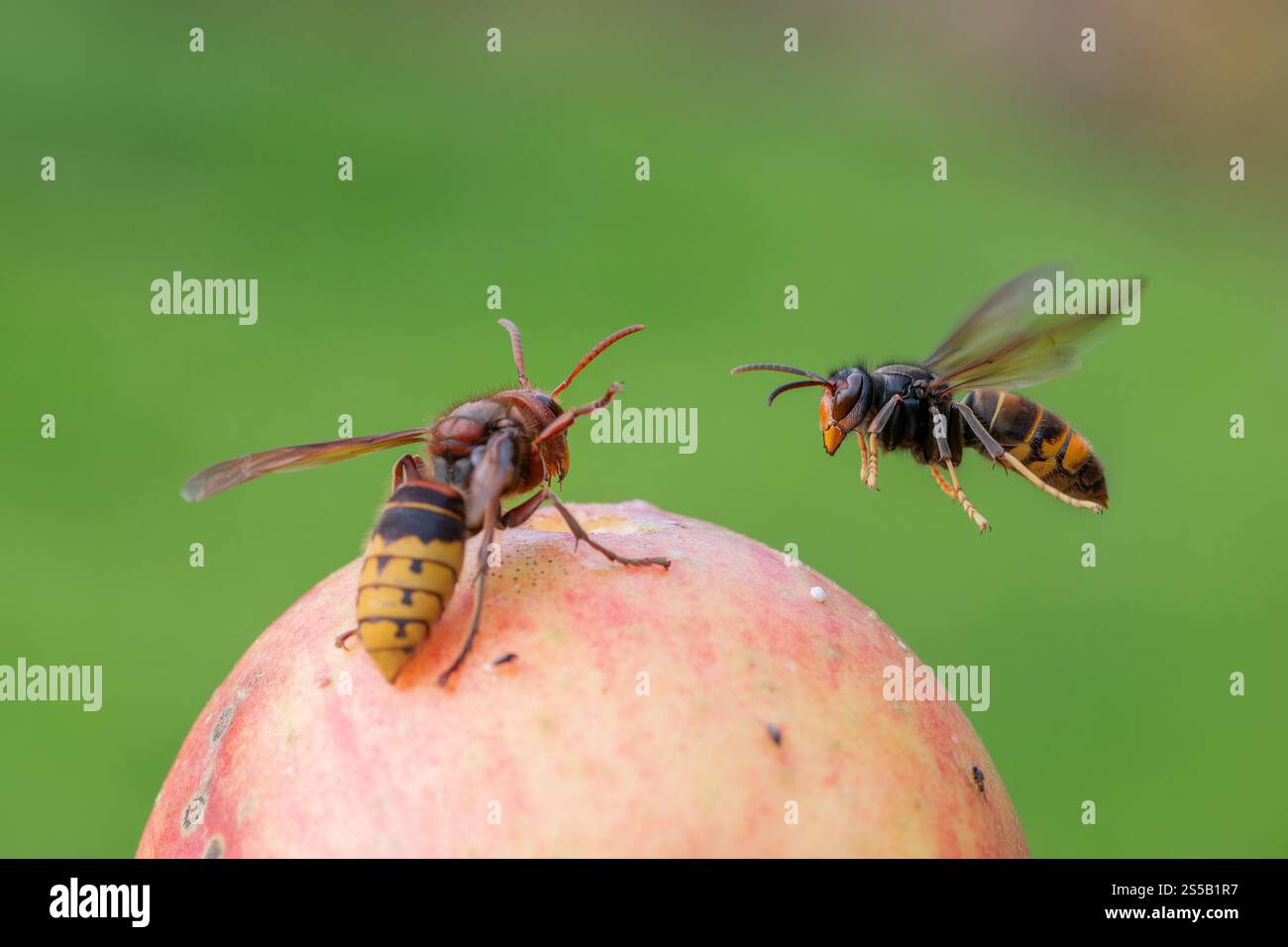Calabrone europeo e asiatico, calabrone europeo (Vespa crabro) respinge il calabrone asiatico con le gambe gialle (Vespa velutina) Foto Stock