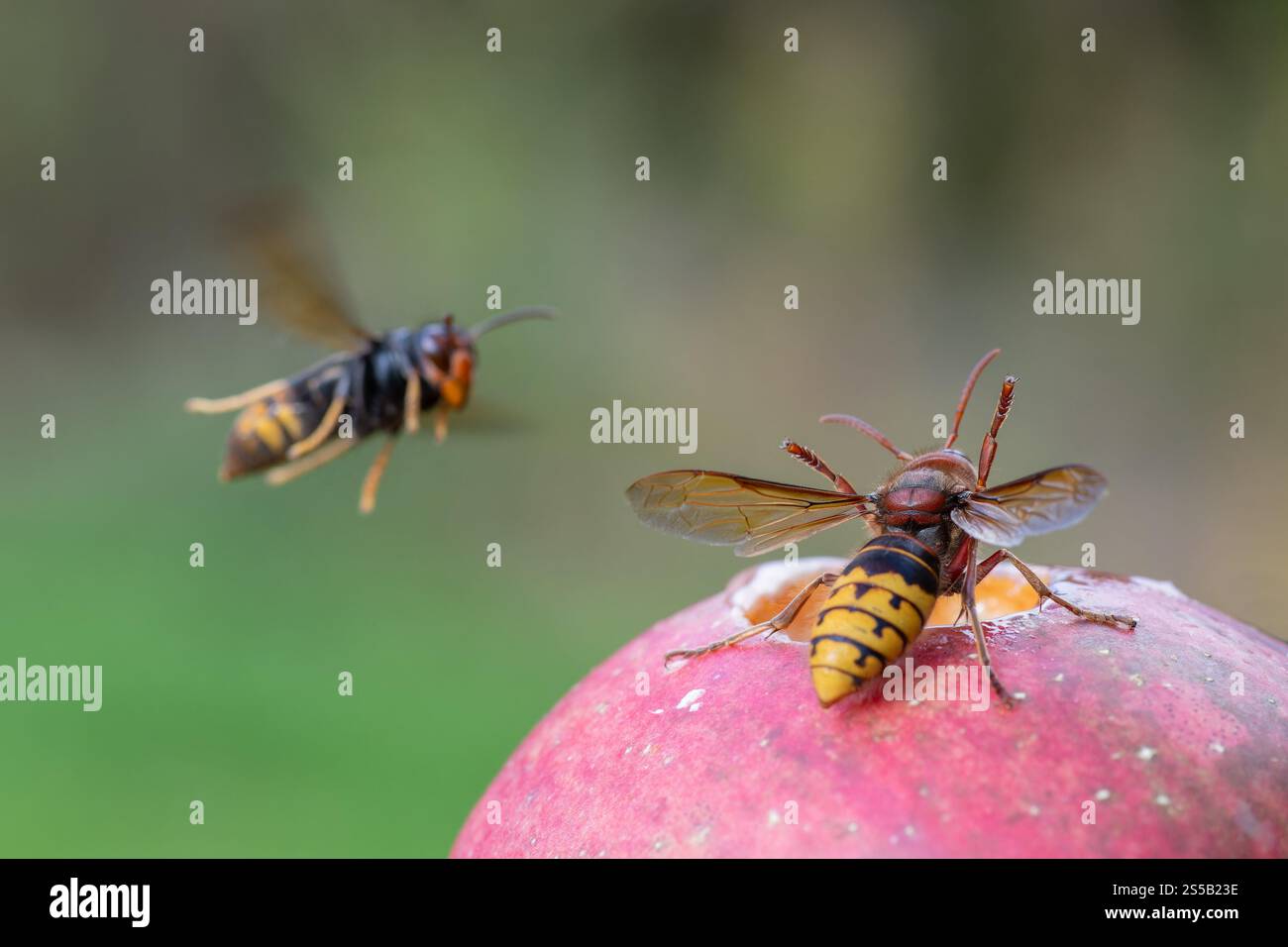 Calabrone europeo e asiatico, calabrone europeo (Vespa crabro) respinge il calabrone asiatico con le gambe gialle (Vespa velutina) Foto Stock