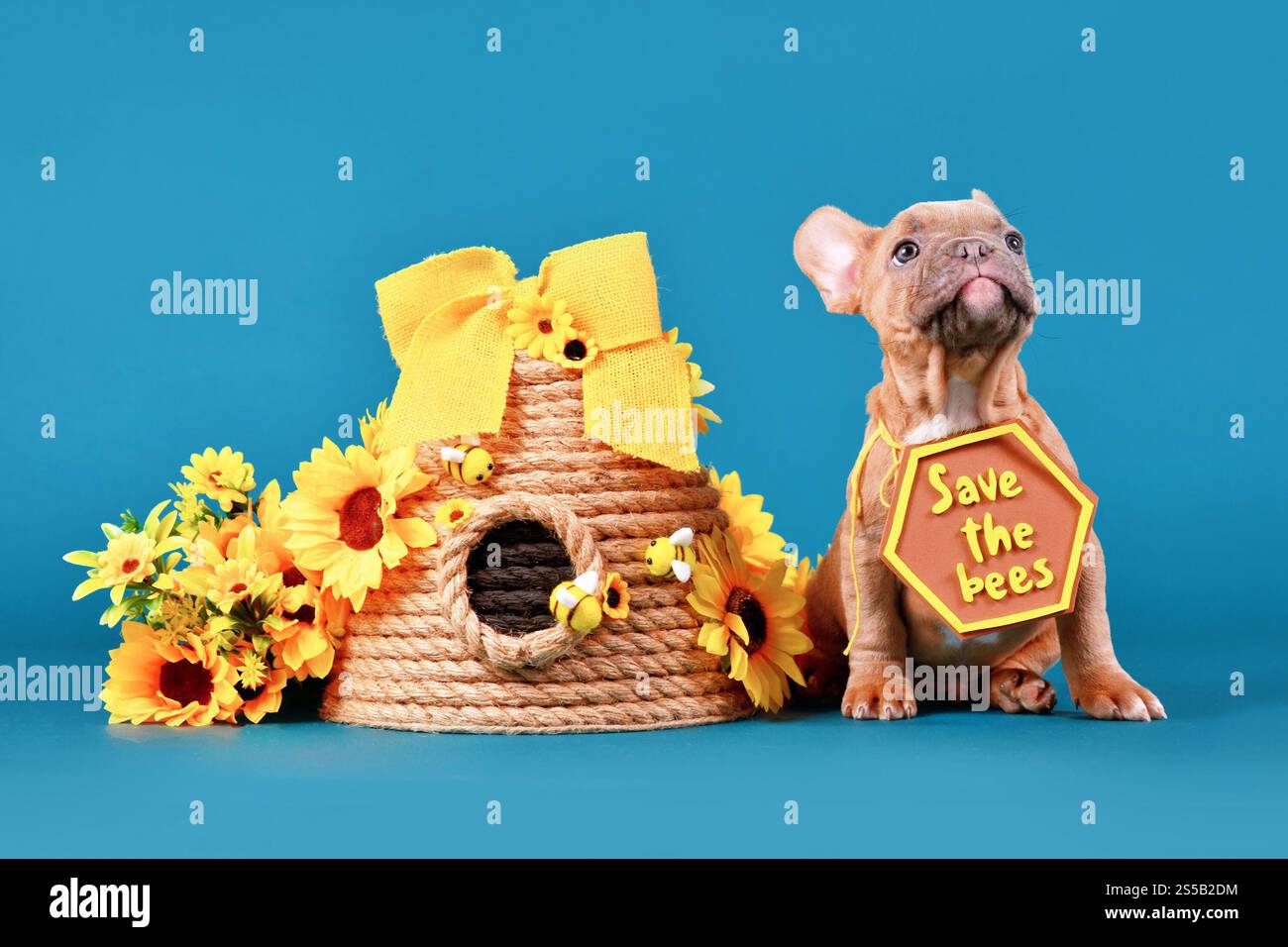Cucciolo rosso di cane Bulldog francese con il cartello "Save the Bees" accanto all'alveare e fiori su sfondo blu Foto Stock