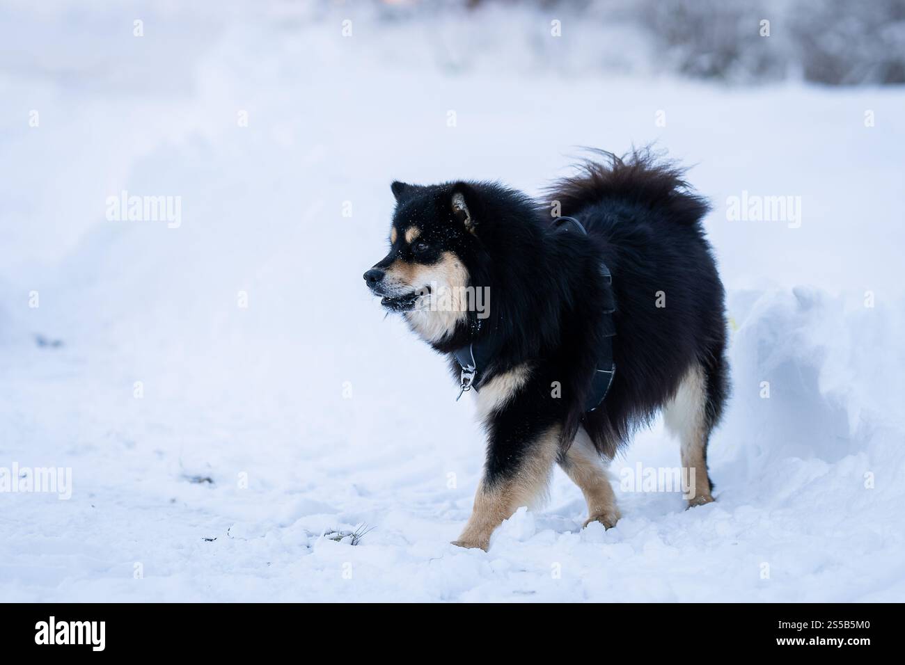 Lapphund finlandese che cammina all'aperto nella neve durante la stagione invernale. Cane Lapphund finlandese a piedi durante la neve. Foto Stock