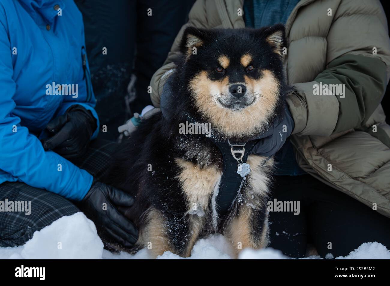 Lapphund finlandese all'aperto nella stagione invernale. Cane Lapphund finlandese seduto. Foto Stock
