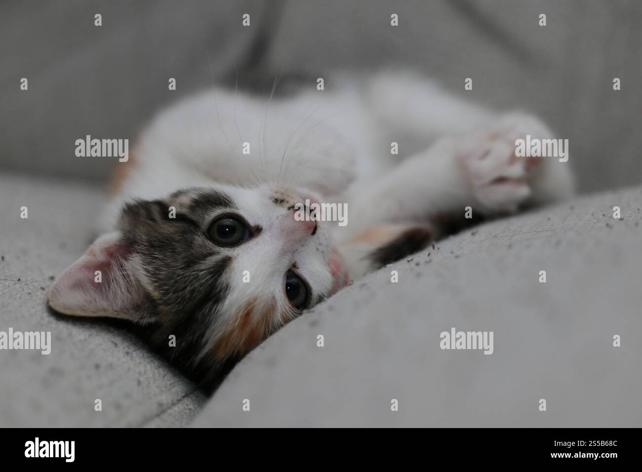Gattino carino che si rilassa su un divano Foto Stock