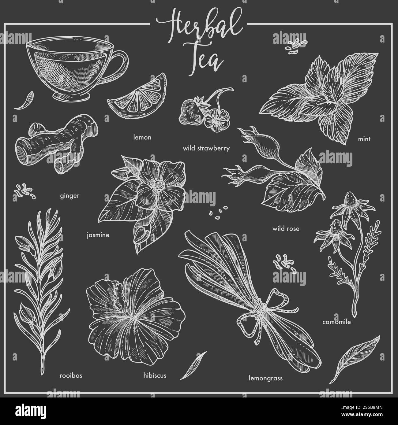 Schizzo di erbe per il tè alle erbe. Icone vettoriali isolate di piante a base di erbe per infuso di tè aromatizzando limone, rosa o citronella e camomilla, gelsomino o zenzero e menta per il pacchetto del tè o la progettazione di una caffetteria. Icone di schizzo del gesso delle erbe per il tè alle erbe, la caffetteria o il modello di design di imballaggio Illustrazione Vettoriale