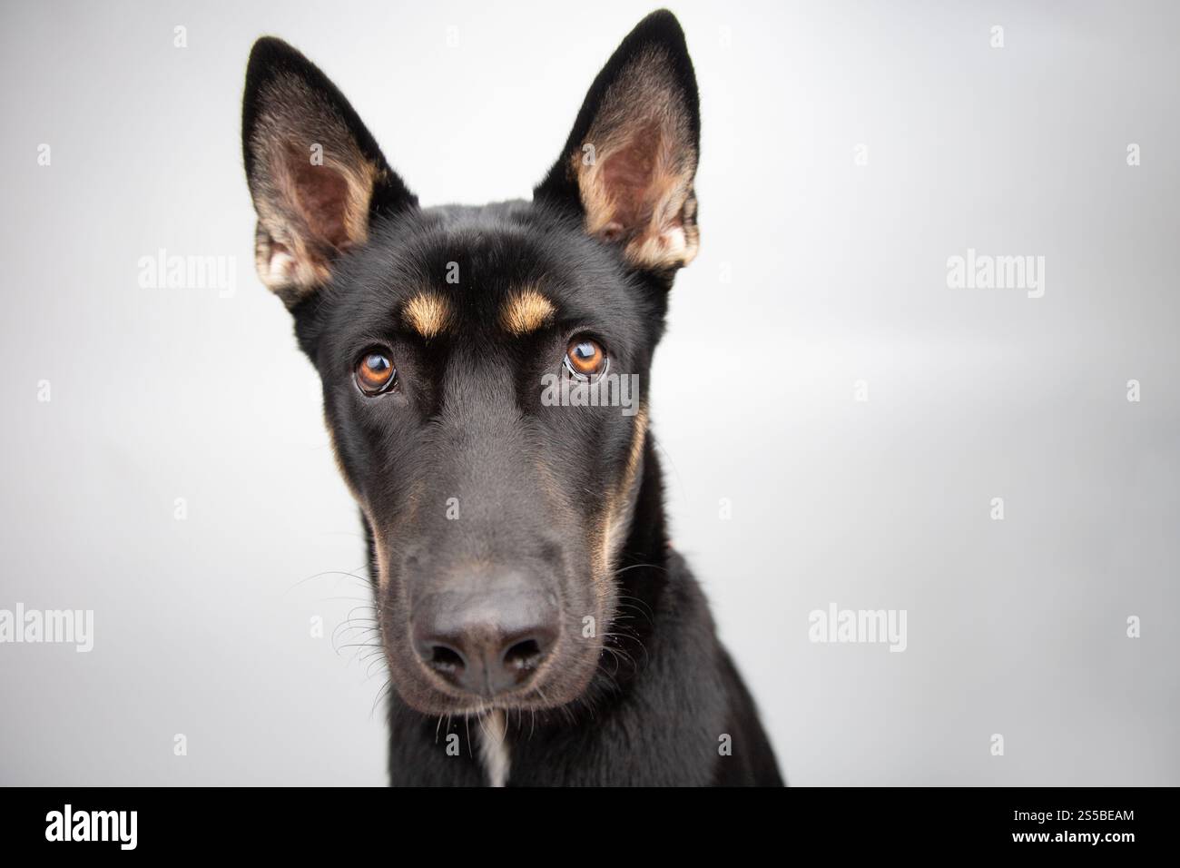 Ritratto ravvicinato di un cane pastore tedesco seduto di fronte a uno sfondo grigio Foto Stock