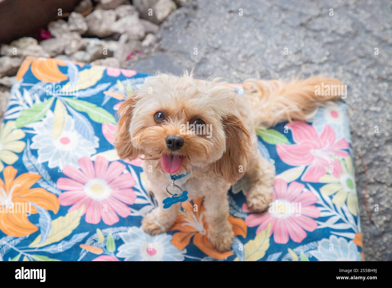 Vista dall'alto di un cavapoo giocattolo panna seduto su un cuscino floreale in un giardino Foto Stock