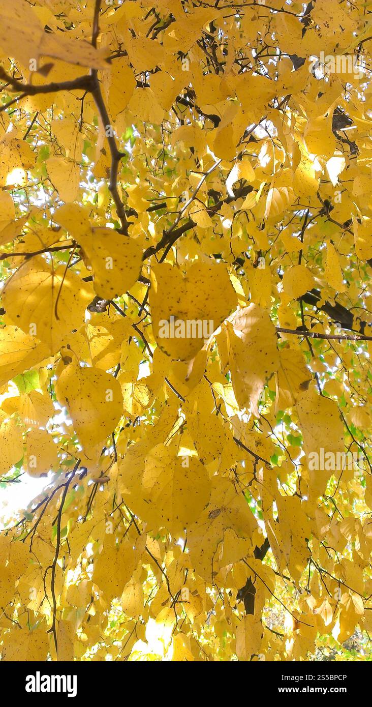 Collezione di bellissime foglie autunnali colorate / verde, giallo, arancione, rosso . Bellissime foglie d'autunno colorate Foto Stock