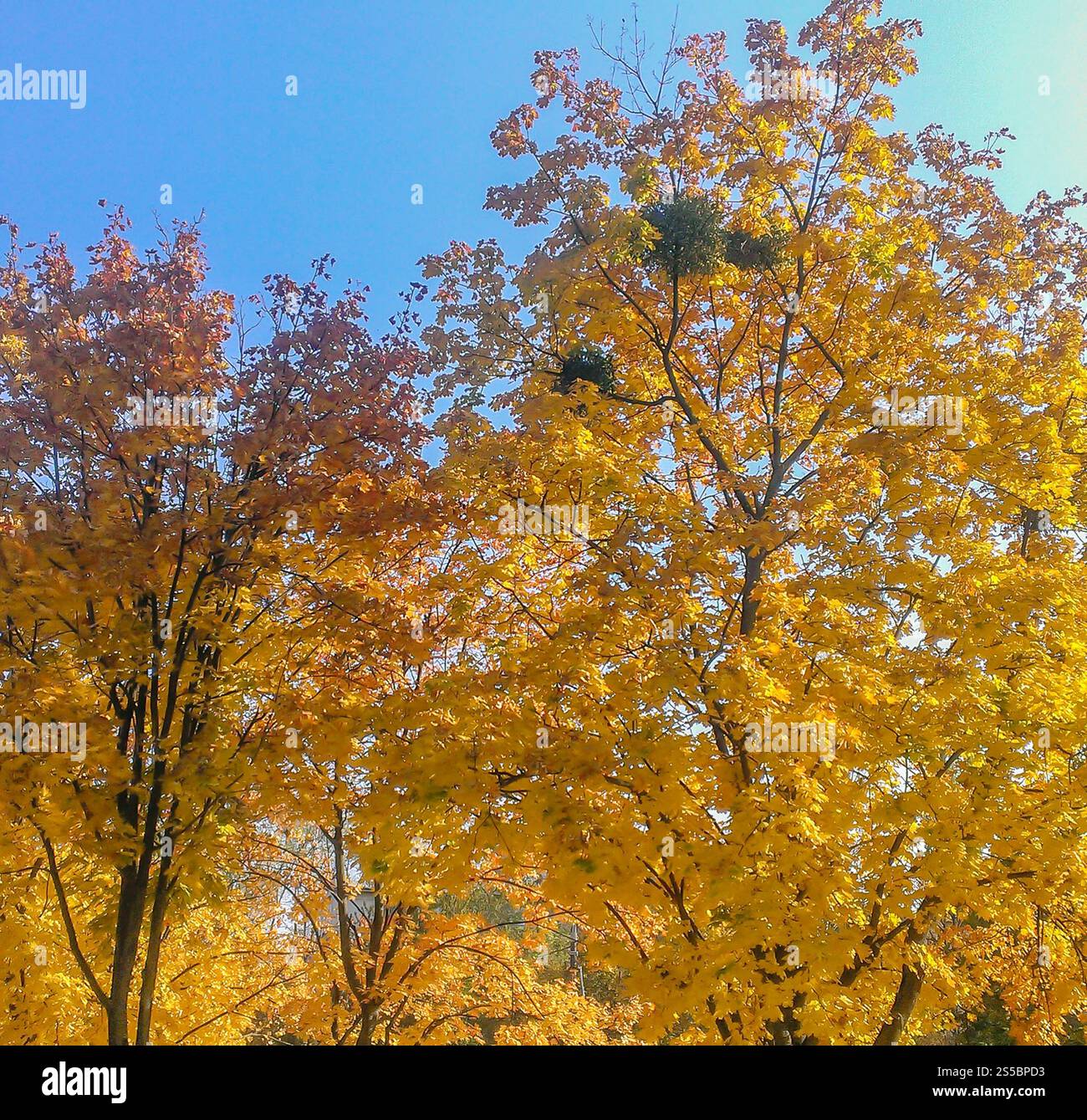 Collezione di bellissime foglie autunnali colorate / verde, giallo, arancione, rosso . Bellissime foglie d'autunno colorate Foto Stock