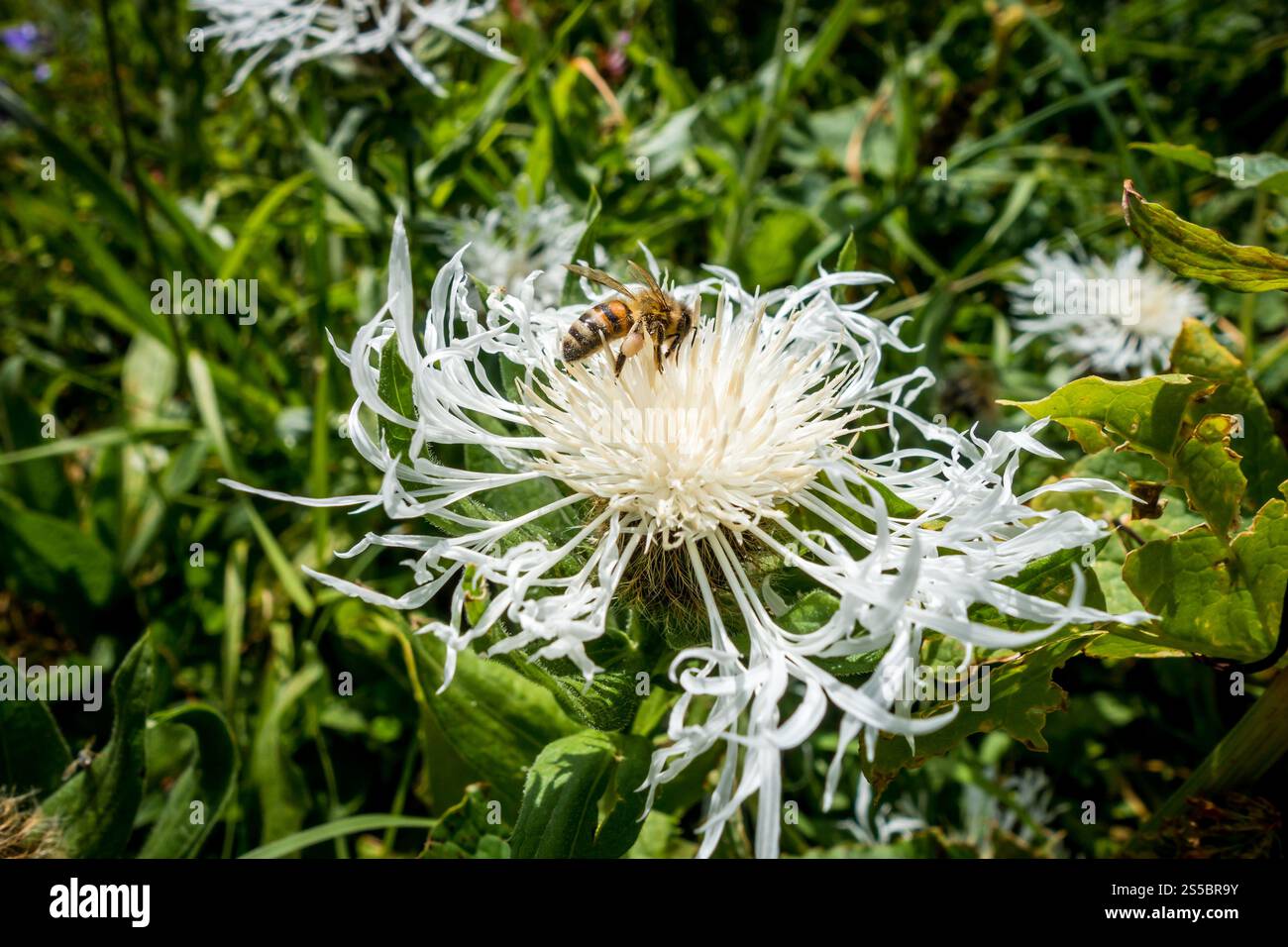 Vista ravvicinata di un'ape che impollina un fiore bianco della centaurea. Vista ravvicinata di un'ape che impollina un fiore di centaurea Foto Stock