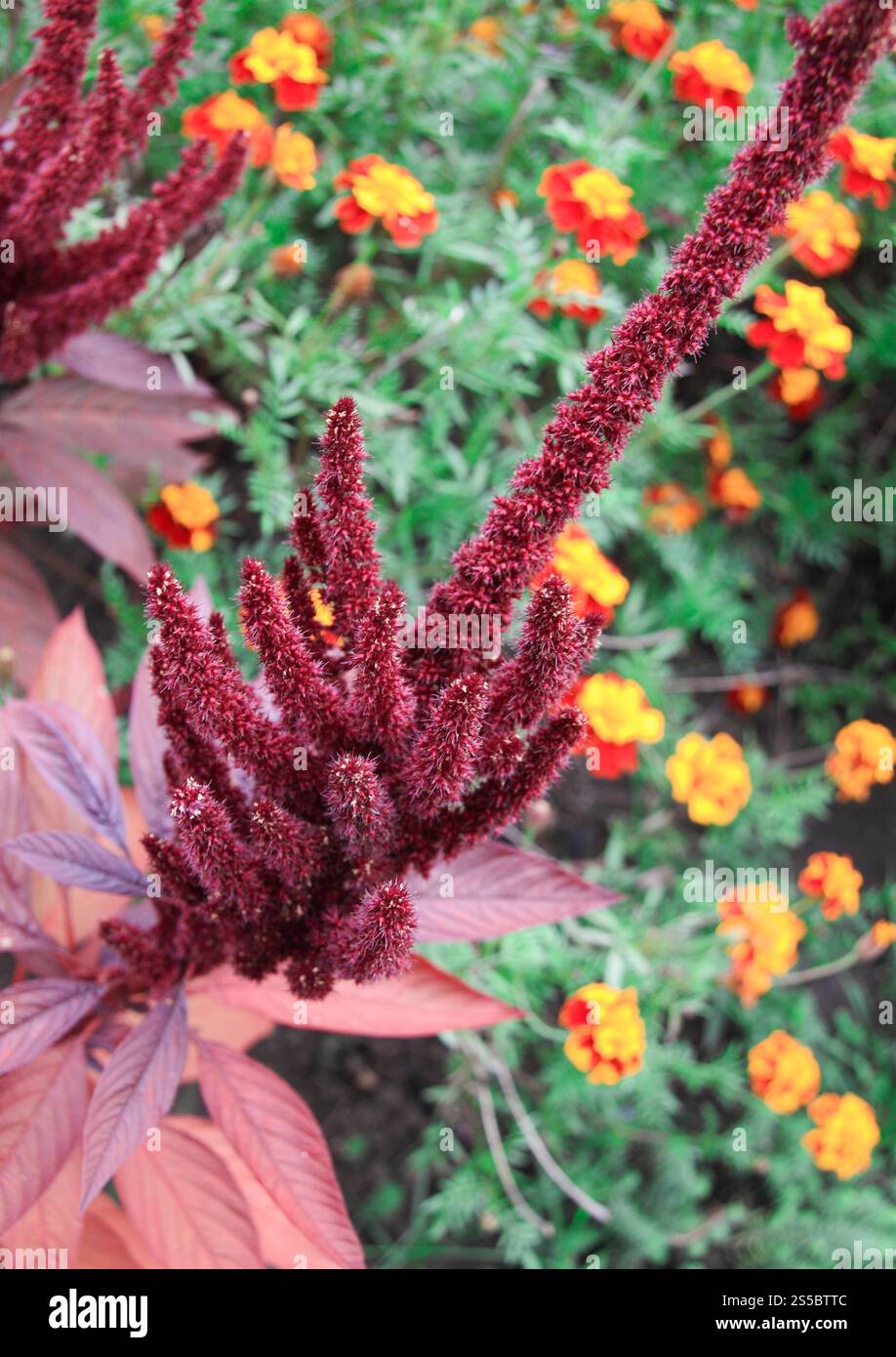 fiori gialli e rossi nella stagione estiva da vicino. fiori gialli e rossi nella stagione estiva Foto Stock