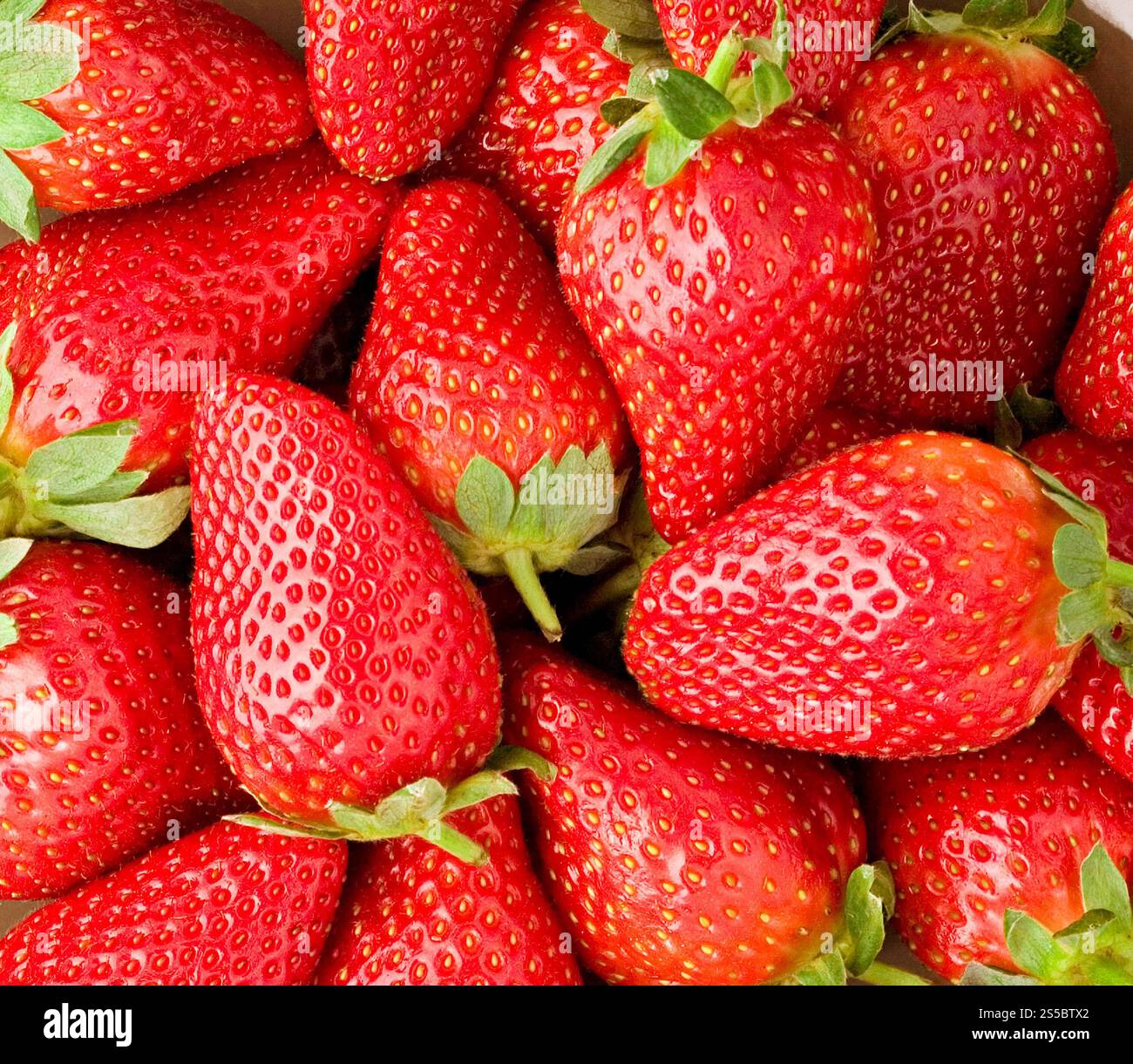fragola fresca, primo piano con consistenza. fragola fresca, primo piano Foto Stock