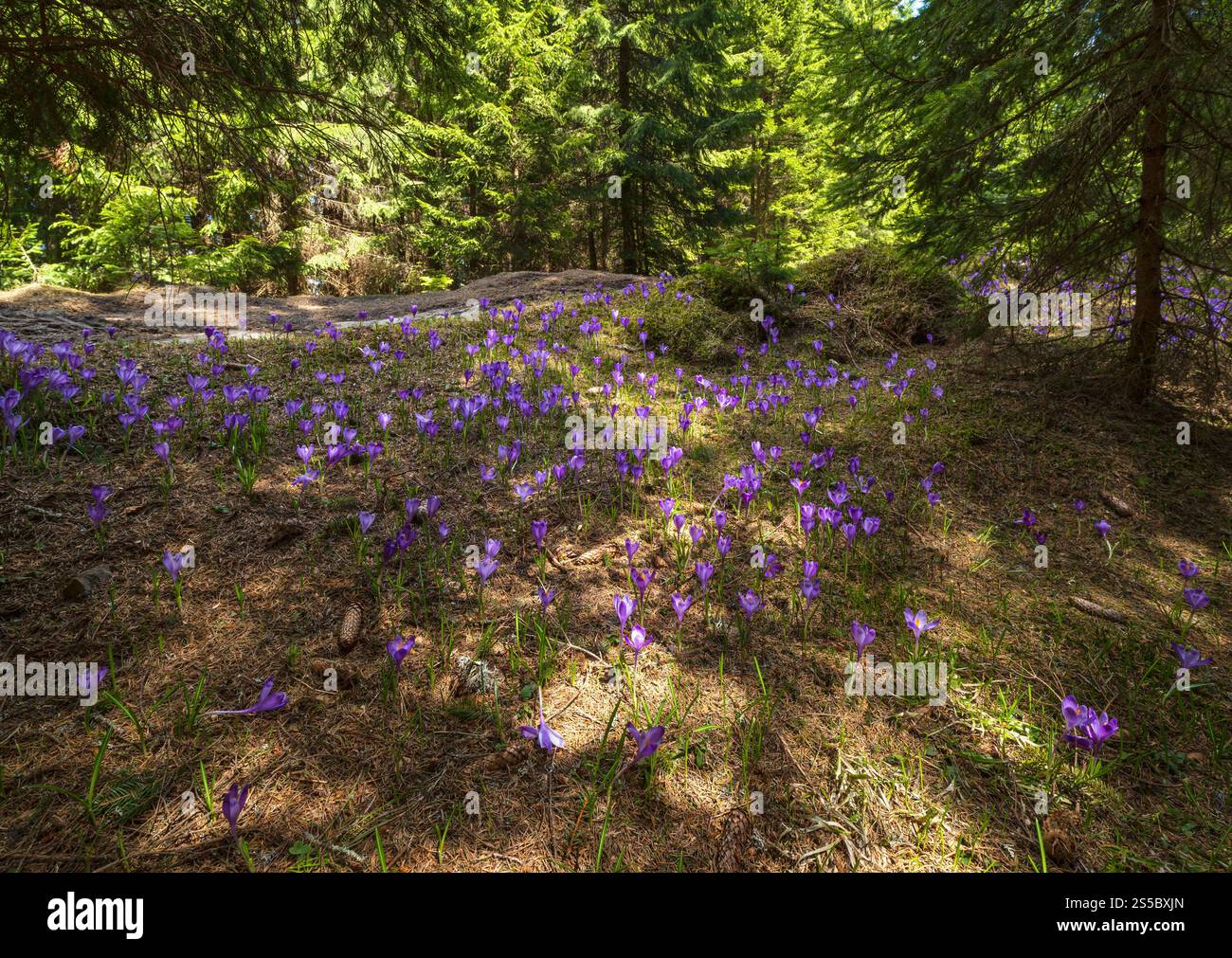 Fiore viola Crocus heuffelianus (Crocus vernus) fiori alpini in primavera Carpazi foresta di montagna, Ucraina. Foto Stock