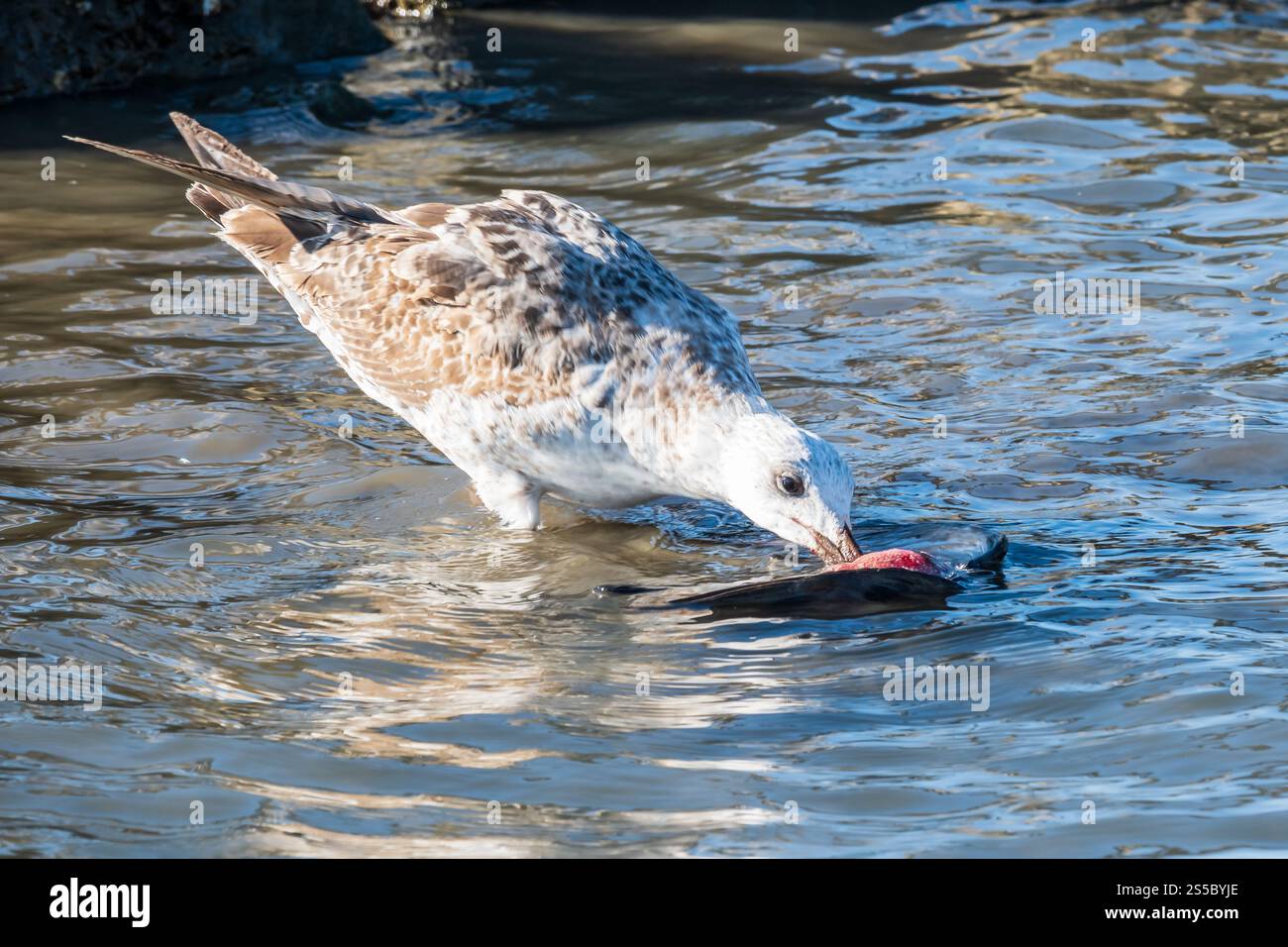momento drammatico nella vita di un gabbiano.j Foto Stock