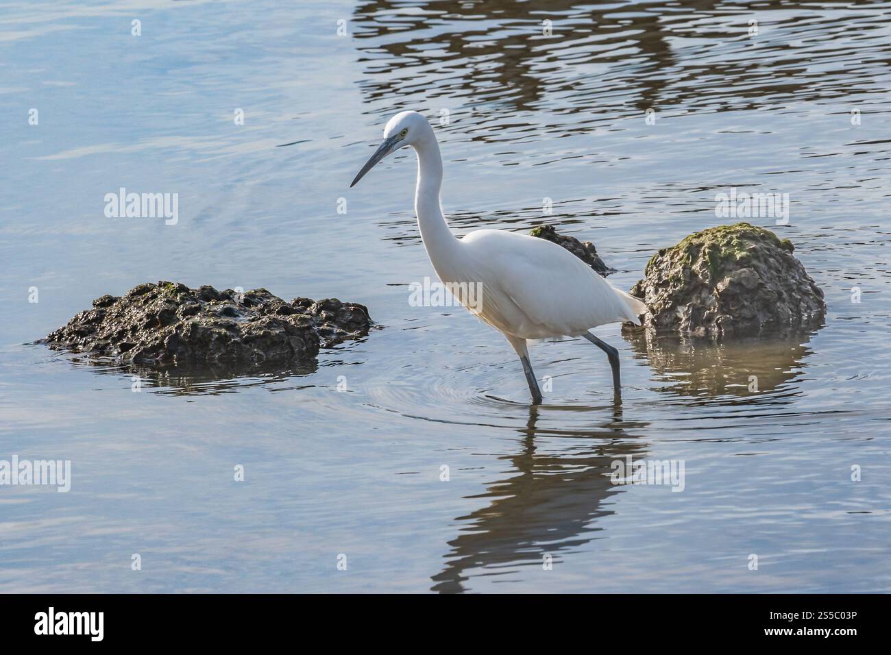 aggraziata goccia bianca che attraversa acque poco profonde. La sua linea elegante e il lungo collo creano un senso di serenità. Foto Stock