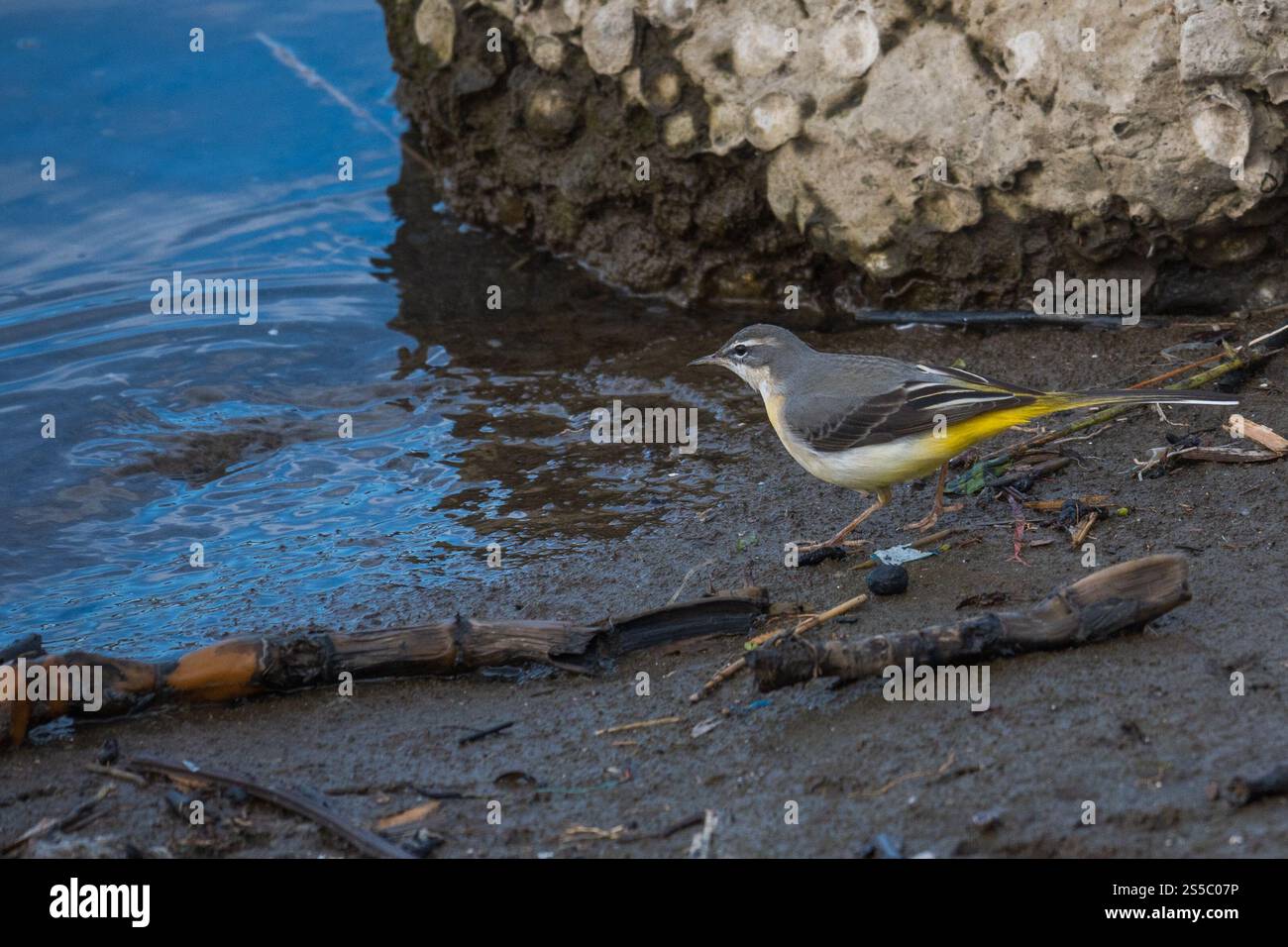 coda d'acqua grigia adagiata sul bordo dell'acqua, che mette in risalto le sue parti inferiori gialle vibranti sullo sfondo sereno di un habitat naturale. Foto Stock coda d'acqua grigia adagiata sul bordo dell'acqua, che mette in risalto le sue parti inferiori gialle vibranti sullo sfondo sereno di un habitat naturale. Foto Stock