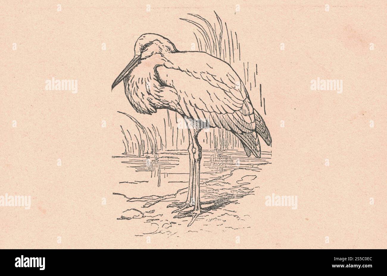 L'antica illustrazione in bianco e nero mostra una cicogna bianca. Il disegno vintage mostra la cicogna bianca. Vecchia foto dal libro delle fiabe. Libro di favole Foto Stock