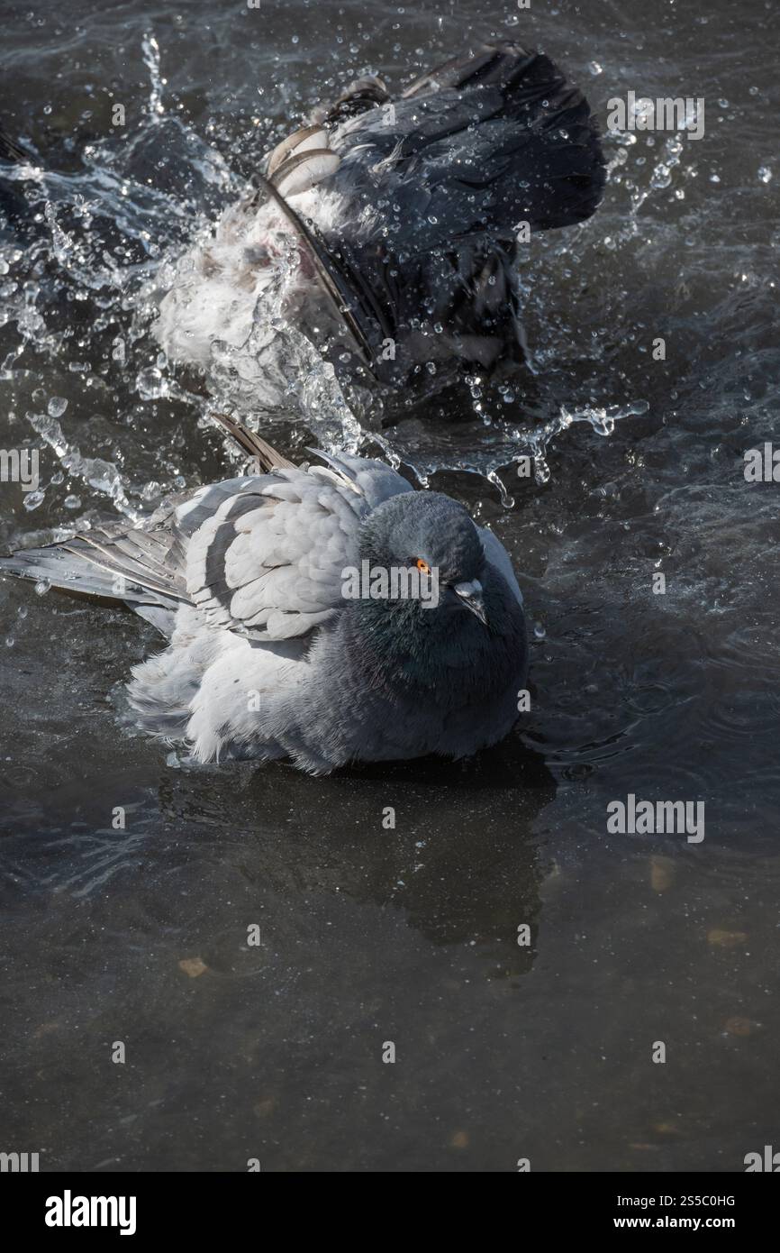 piccione che si gode un bagno rinfrescante in una piscina d'acqua poco profonda. L'uccello sta spruzzando intorno, inviando gocce che volano in tutte le direzioni. Foto Stock