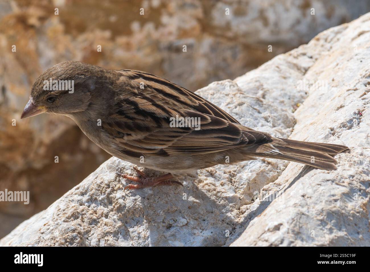passero aruota graziosamente arroccato su una roccia illuminata dal sole, evidenziando i suoi intricati motivi di piume e l'eleganza naturale. Foto Stock