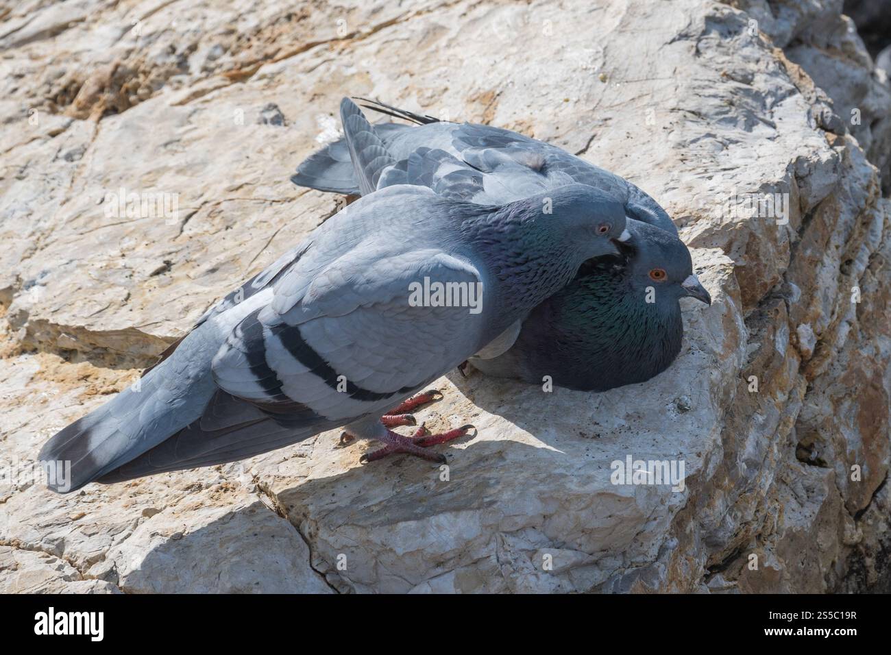 momento tenero tra due piccioni. Sono impegnati in un delicato rituale di corteggiamento, che probabilmente comporta la preparazione e il contatto becco-becco. Foto Stock