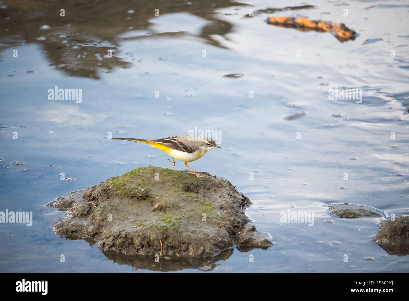 Wagtail arroccato su una piccola roccia coperta di muschio nell'acqua. Foto Stock Wagtail arroccato su una piccola roccia coperta di muschio nell'acqua. Foto Stock