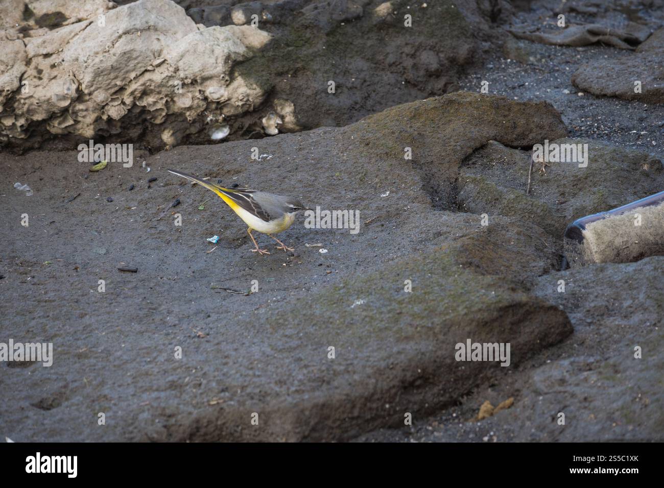 Wegtail l'uccello ha un caratteristico dorso grigio, una parte inferiore gialla e una lunga coda sottile. Foto Stock Wegtail l'uccello ha un caratteristico dorso grigio, una parte inferiore gialla e una lunga coda sottile. Foto Stock
