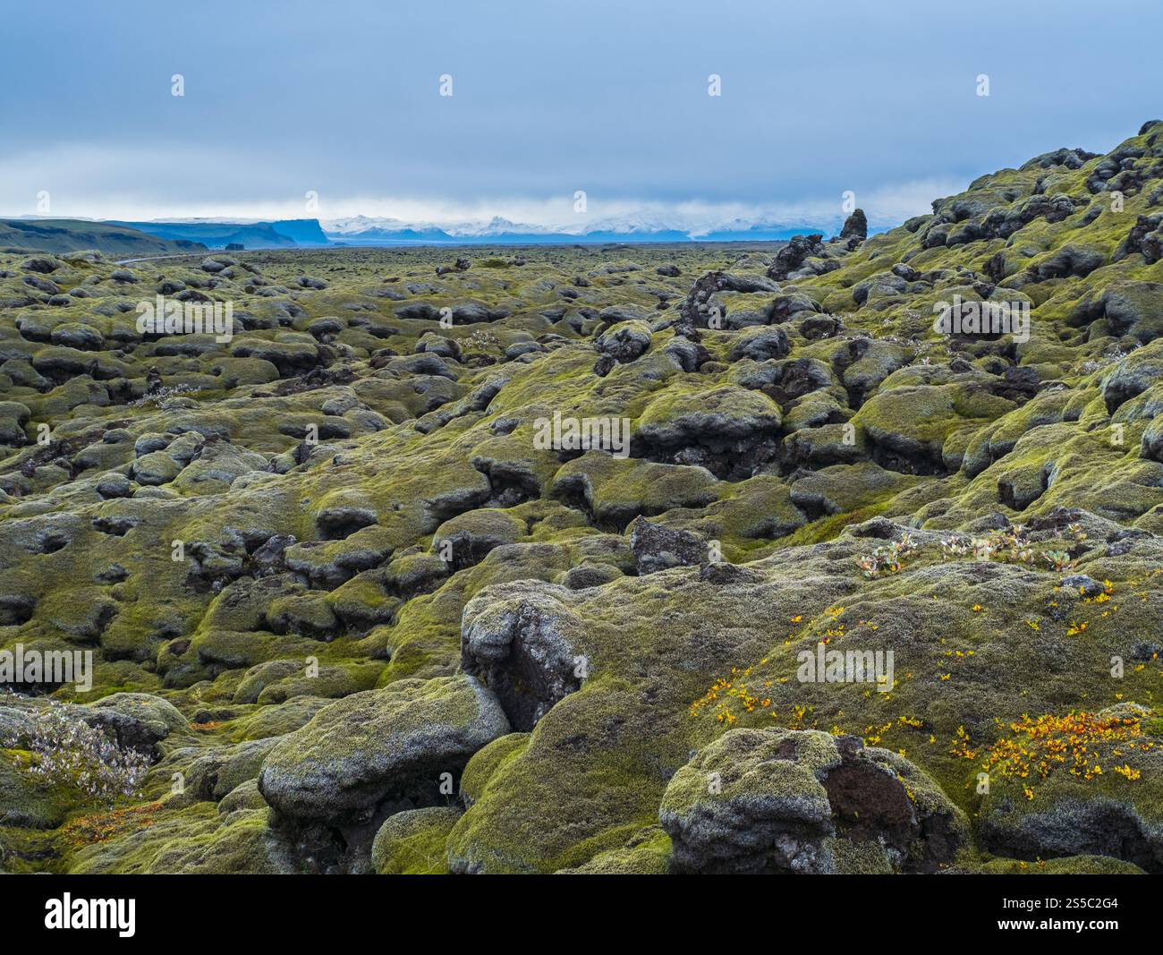 Scenografici campi di lava verde autunnale vicino al canyon Fjadrargljufur in Islanda. Muschio verde su pietre laviche vulcaniche. I campi di lava crescono dopo Laki Foto Stock