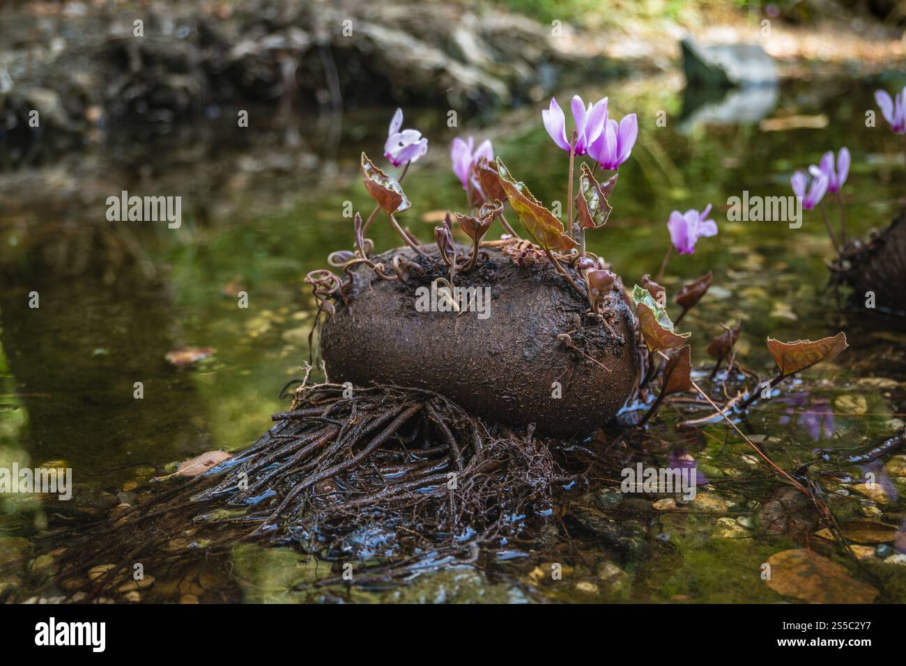 Tubero ciclamino con fiori viola in fiore. Foto Stock