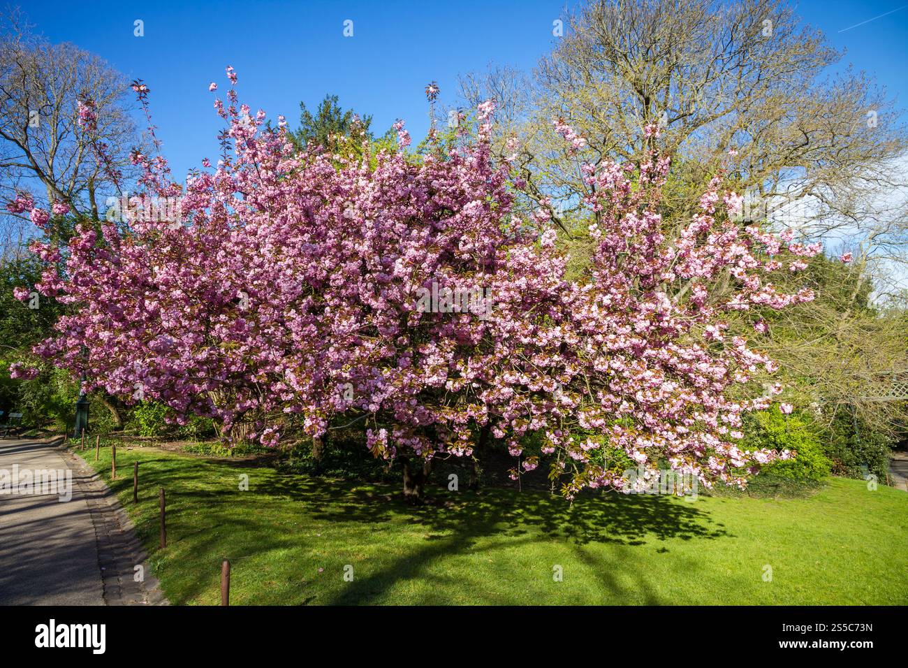 I ciliegi giapponesi fioriscono in primavera. Sfondo blu del cielo. I ciliegi giapponesi fioriscono in primavera Foto Stock
