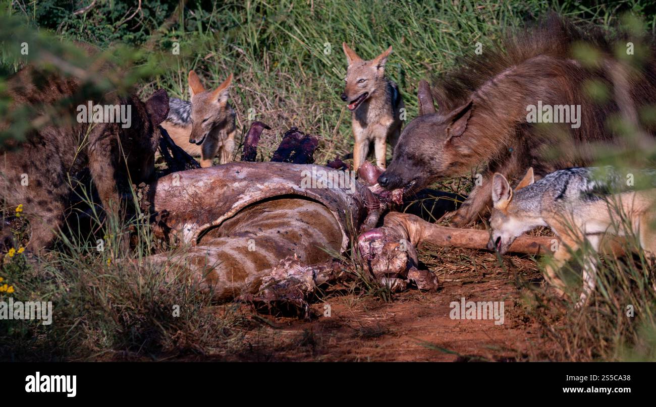 Natures Cycle il ruolo essenziale dei predatori e dei cacciatori nel loro ecosistema sul lavoro Foto Stock