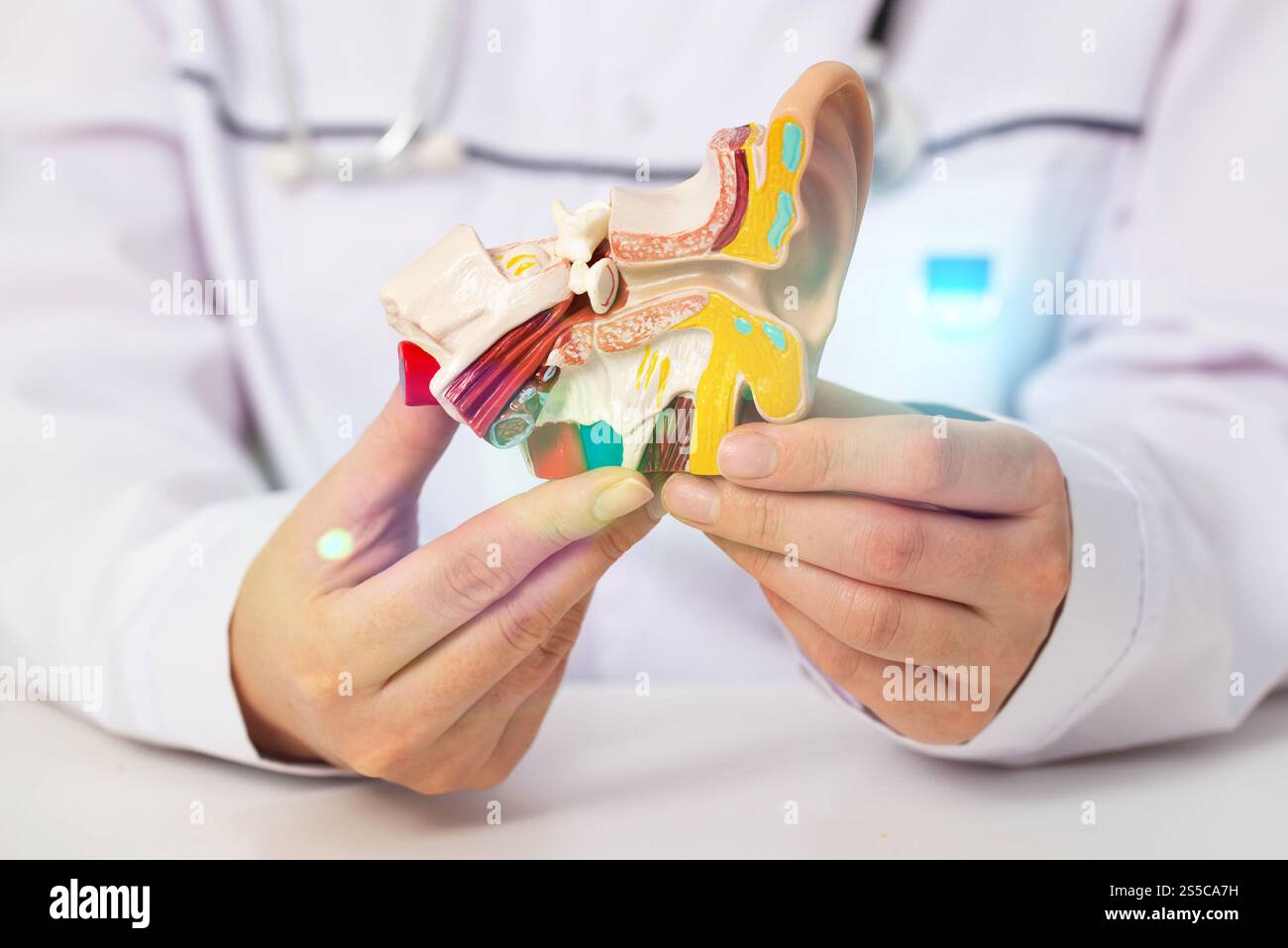 Il medico otolaringologo tiene un modello medico dell'orecchio nelle sue mani. Concetto per il trattamento di malattie otorinolaringoiatriche, sinusite e otite media. Diagnosi Foto Stock