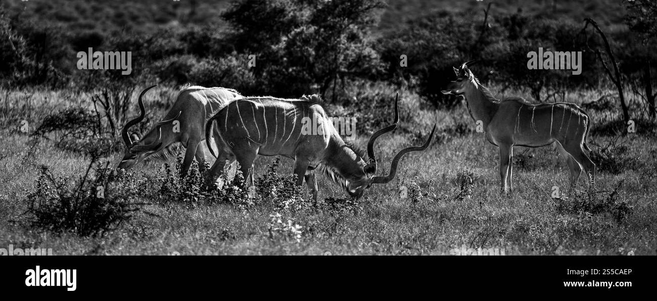 Le antilopi di Kudu pascolano graziosamente nelle splendide aree naturali di Africas Nature Foto Stock