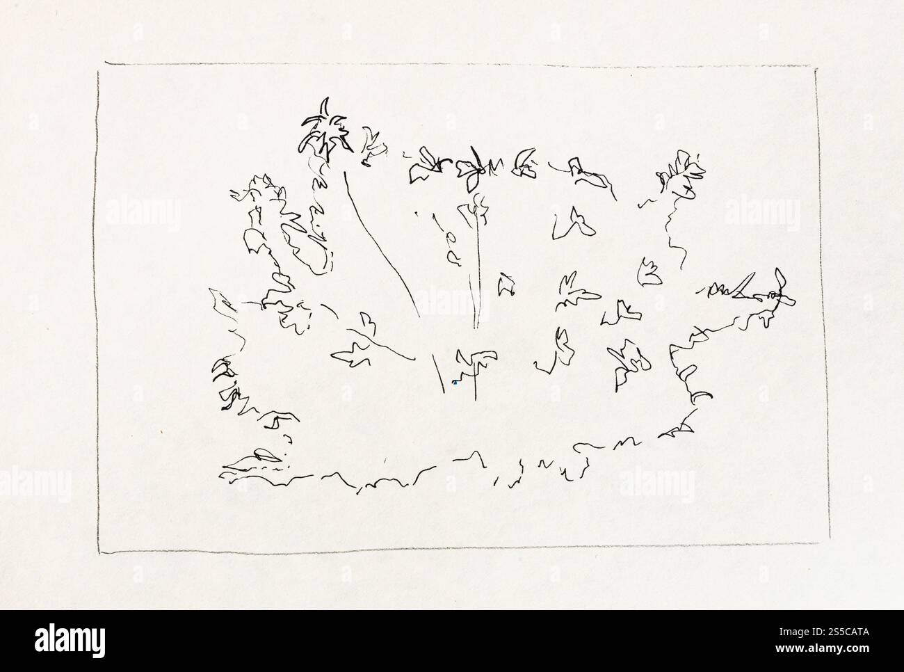 schizzo del lussureggiante cespuglio disegnato a mano con penna nera su carta bianca vecchia testurizzata Foto Stock