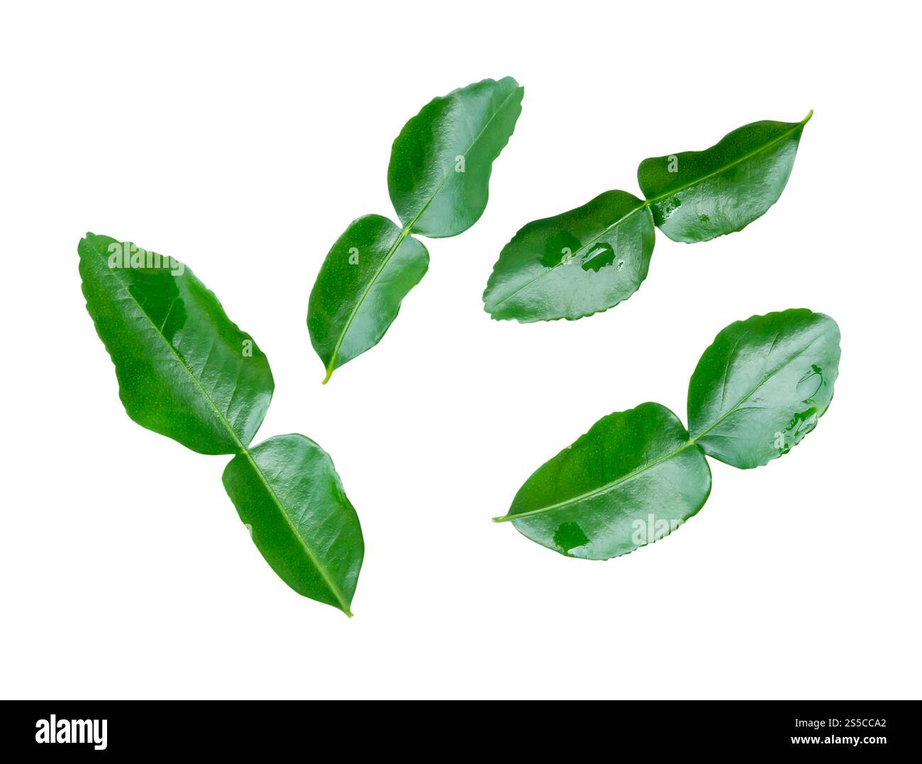 Il set di quattro foglie verdi di bergamotto o kaffir è isolato su sfondo bianco con percorso di ritaglio. Foto Stock
