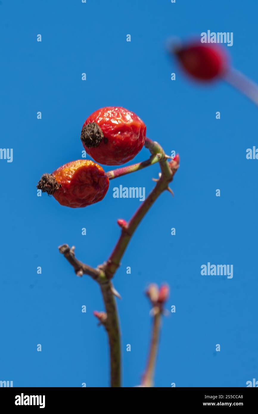 i fianchi rosa rosso brillante sono appesi a un ramo spinoso contro un cielo azzurro. Foto Stock