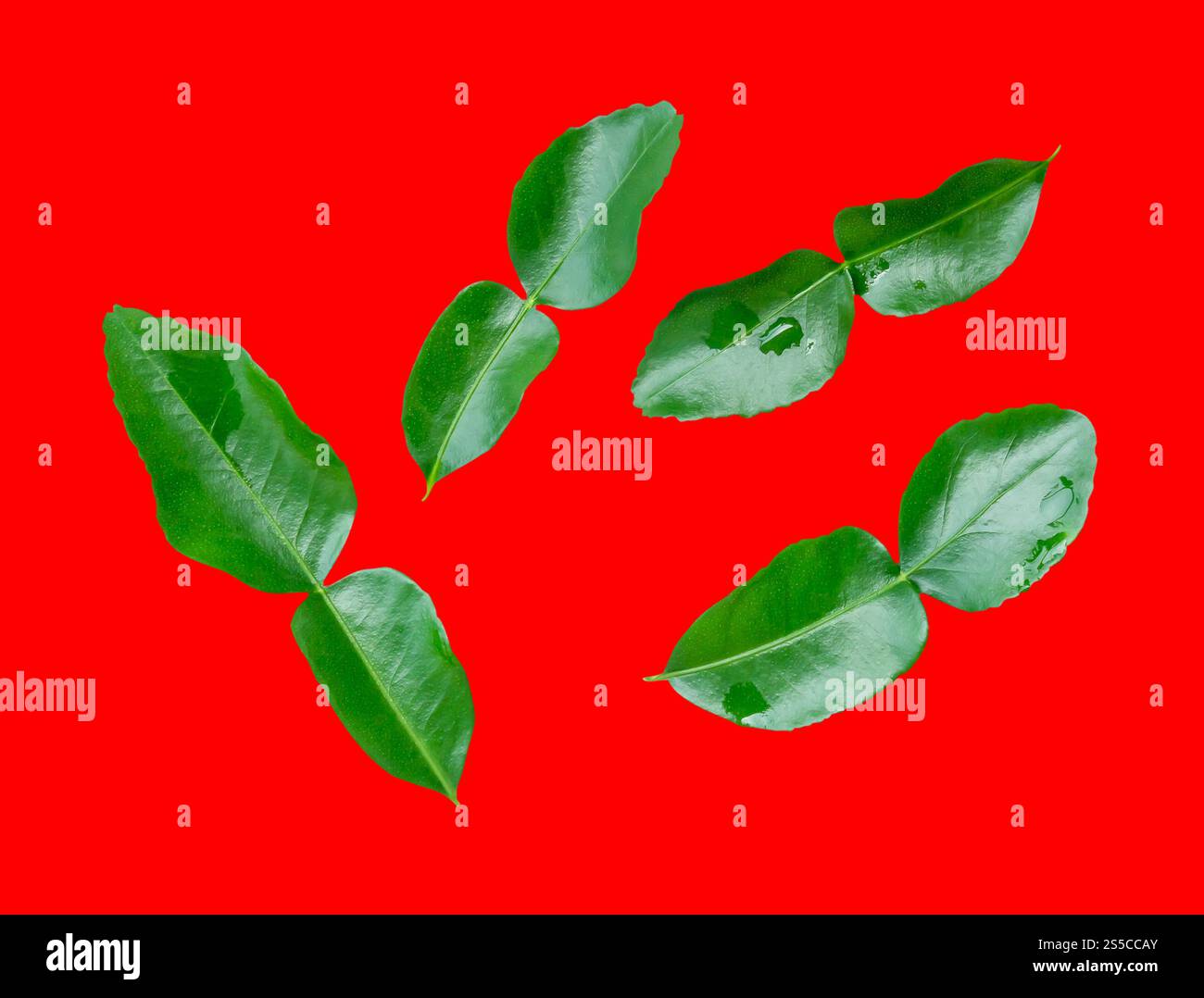 Il set di quattro foglie verdi di bergamotto o kaffir è isolato su sfondo rosso con percorso di ritaglio. Foto Stock