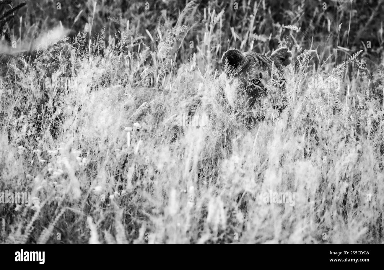 I felini sono maestri della mimetizzazione, che si fondono efficacemente nell'erba alta del loro habitat Foto Stock