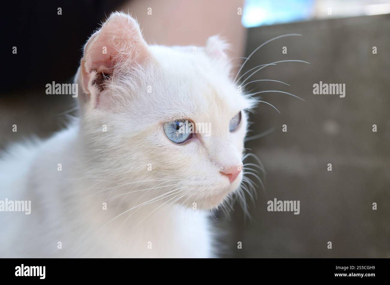Un gatto bianco puro con occhi blu turchese e orecchie rosa difettose all'aperto. Gatto bianco puro con occhi blu turchese e orecchie rosa difettose Foto Stock