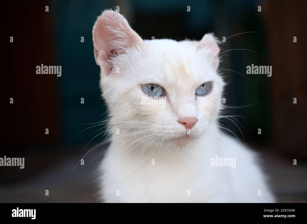 Un gatto bianco puro con occhi blu turchese e orecchie rosa difettose all'aperto. Gatto bianco puro con occhi blu turchese e orecchie rosa difettose Foto Stock