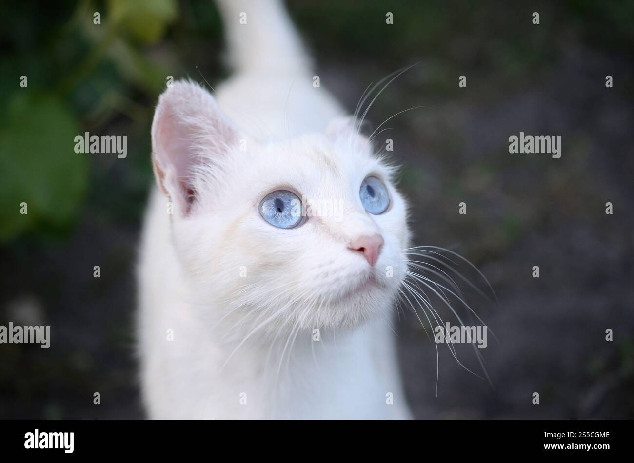 Un gatto bianco puro con occhi blu turchese e orecchie rosa difettose all'aperto. Gatto bianco puro con occhi blu turchese e orecchie rosa difettose Foto Stock