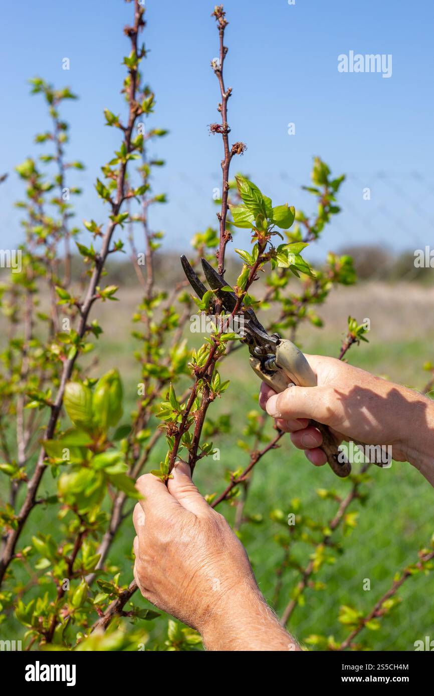 Un giardiniere rifinisce i rami giovani di alberi da frutto con cesoie per potatura in un giorno di primavera. Potatura formativa. Foto Stock