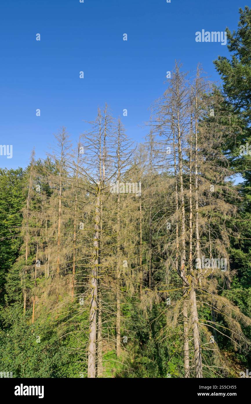 Trockene Tannen im Wald nahe Orscholz bei Mettlach, Saarland, Deutschland Foto Stock