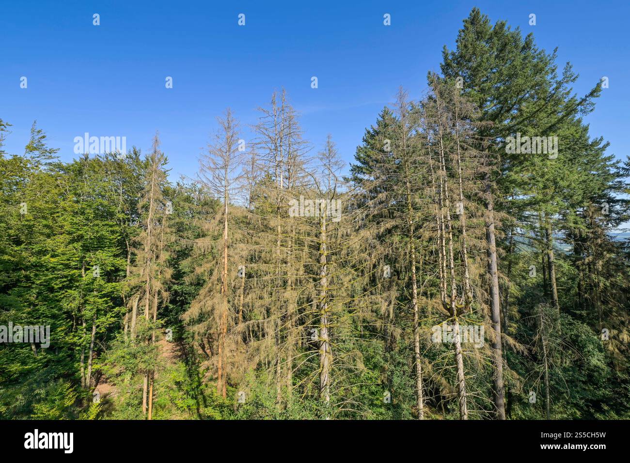 Trockene Tannen im Wald nahe Orscholz bei Mettlach, Saarland, Deutschland Foto Stock