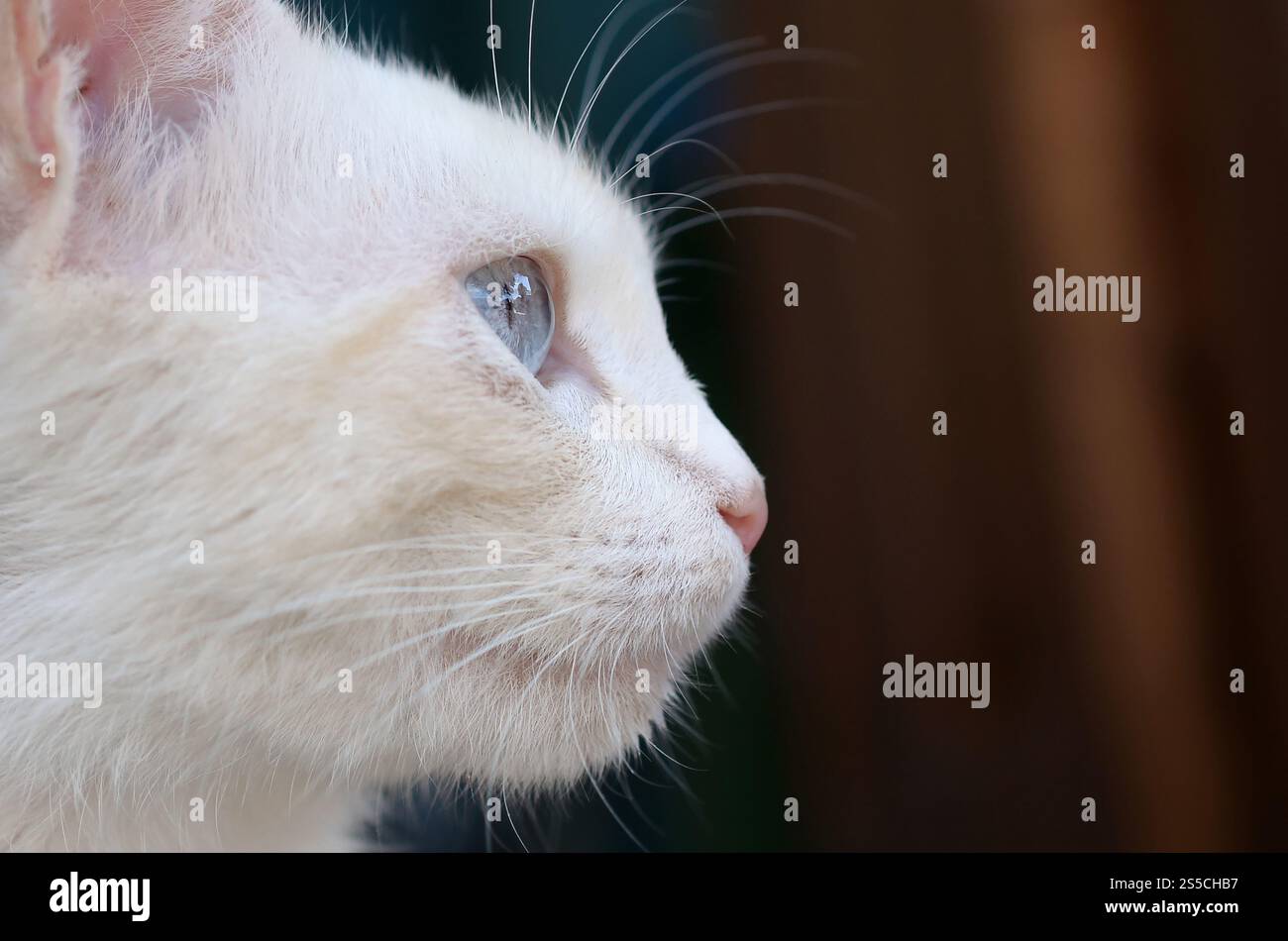 Un gatto bianco puro con occhi blu turchese e orecchie rosa difettose all'aperto. Gatto bianco puro con occhi blu turchese e orecchie rosa difettose Foto Stock