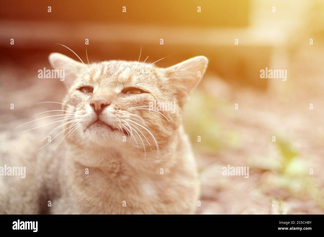 Ritratto muso di un gatto tabby a righe grigie con occhi verdi, messa a fuoco selettiva. Un concetto di umore triste. Triste ritratto alla museruola di un gatto tabby a righe grigie con Foto Stock