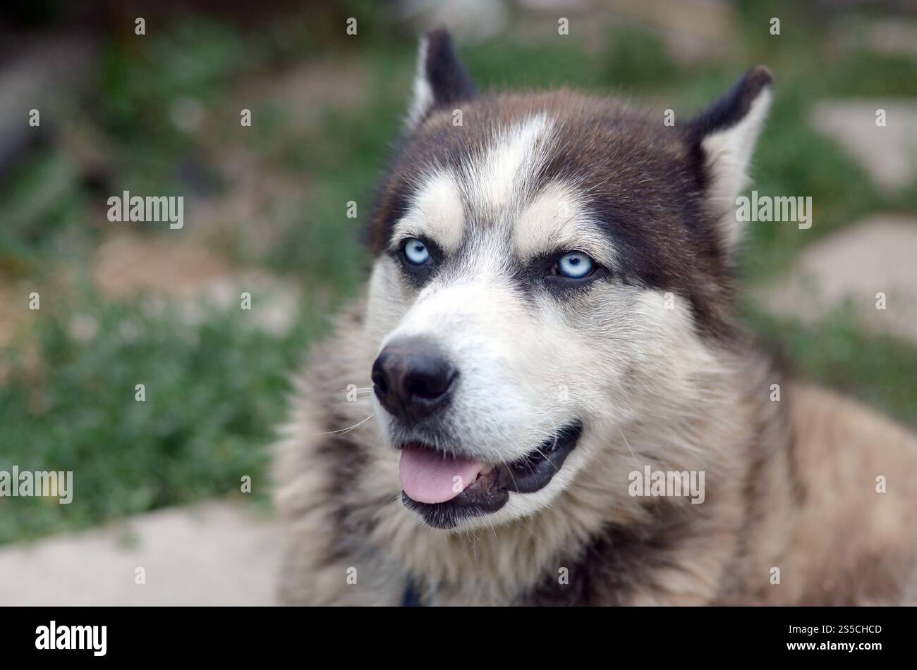 Alaskan Malamute con gli occhi blu. Il Malamute artico è un cane di dimensioni abbastanza grandi, progettato per lavorare nell'imbracatura, uno dei più antichi Foto Stock