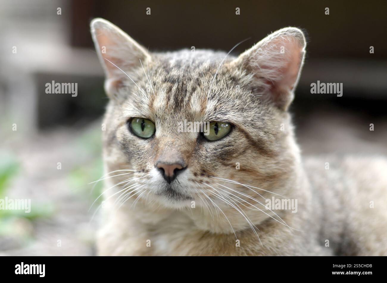 Ritratto muso di un gatto tabby a righe grigie con occhi verdi, messa a fuoco selettiva. Un concetto di umore triste. Triste ritratto alla museruola di un gatto tabby a righe grigie con Foto Stock