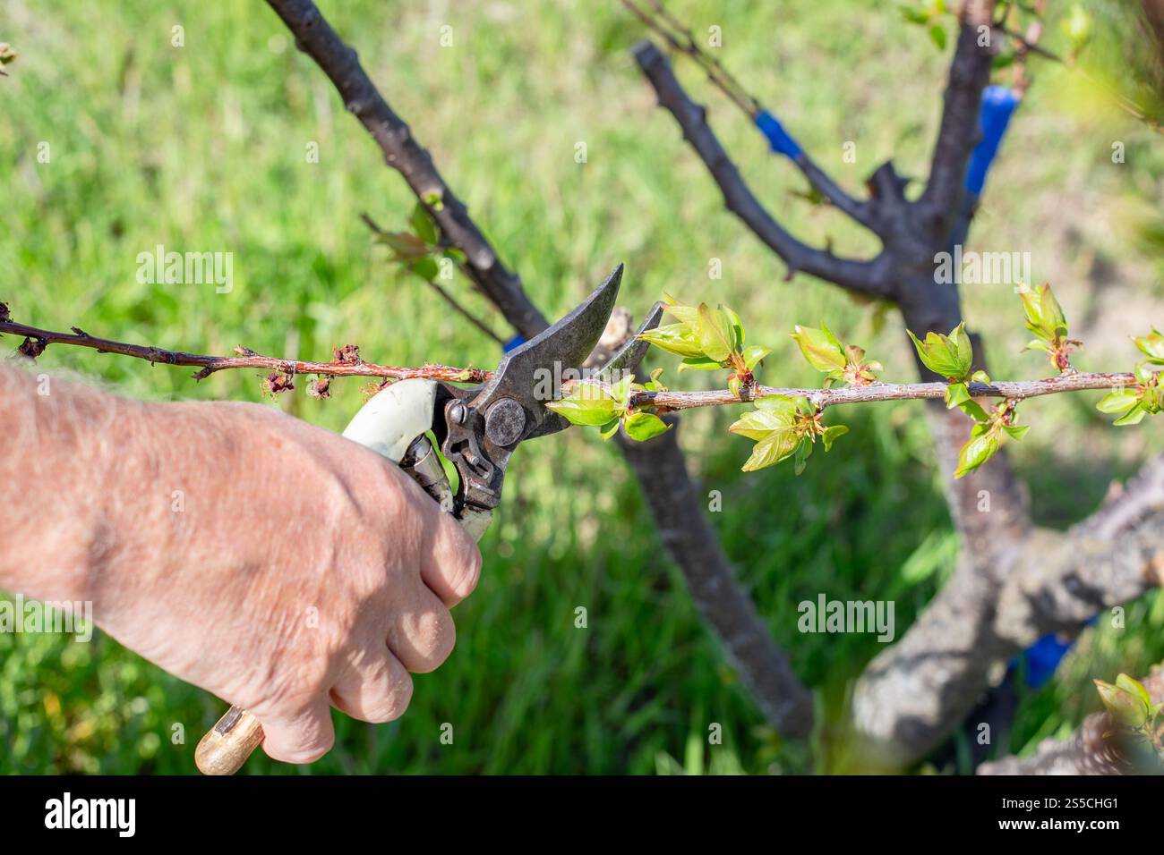 Un giardiniere rifinisce i rami giovani di alberi da frutto con cesoie per potatura in un giorno di primavera. Potatura sanitaria. Foto Stock