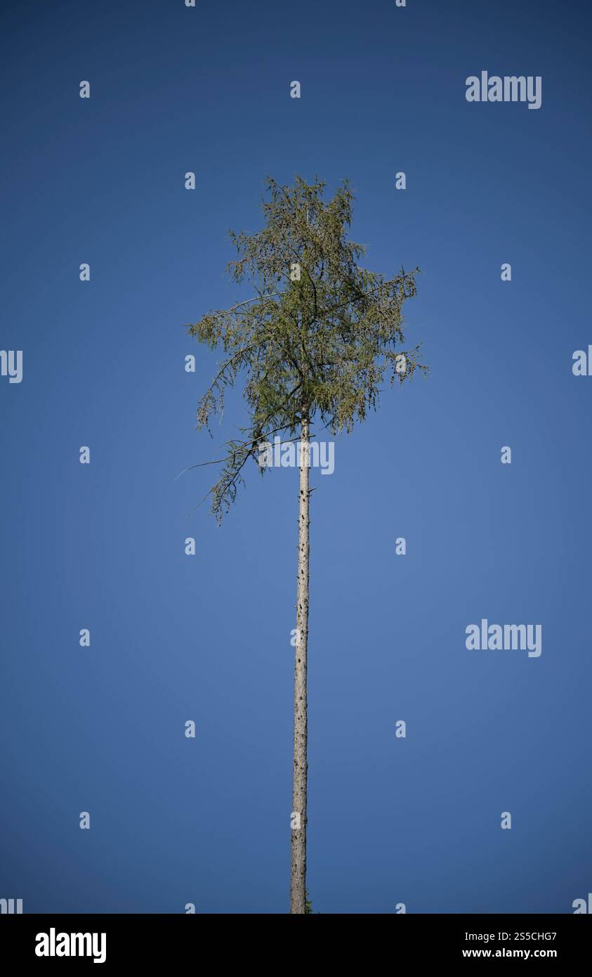 Einsame trockene Tanne im Wald nahe Orscholz bei Mettlach, Saarland, Deutschland *** abete secco solitario nella foresta vicino a Orscholz vicino a Mettlach, Saarland, Germania Foto Stock