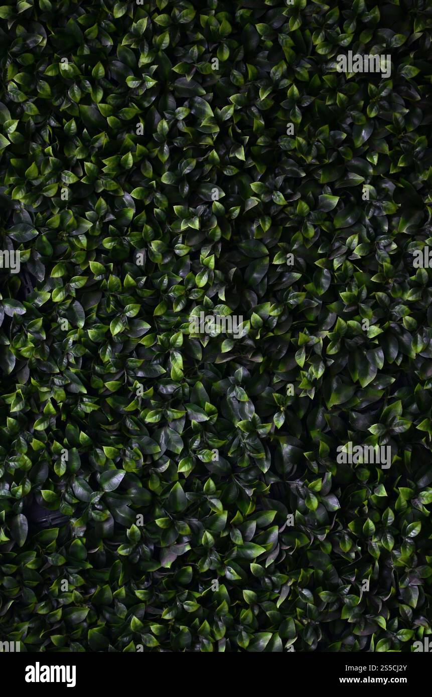 Green ivy cresce lungo la parete. Texture di densi canneti del vitigno selvatico Foto Stock