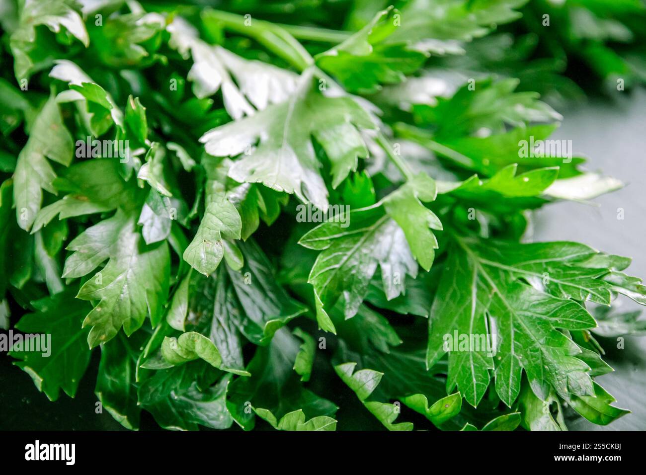 Vista ravvicinata di un mazzo di gambo di prezzemolo fresco. Vista ravvicinata del mazzo di gambo di prezzemolo Foto Stock