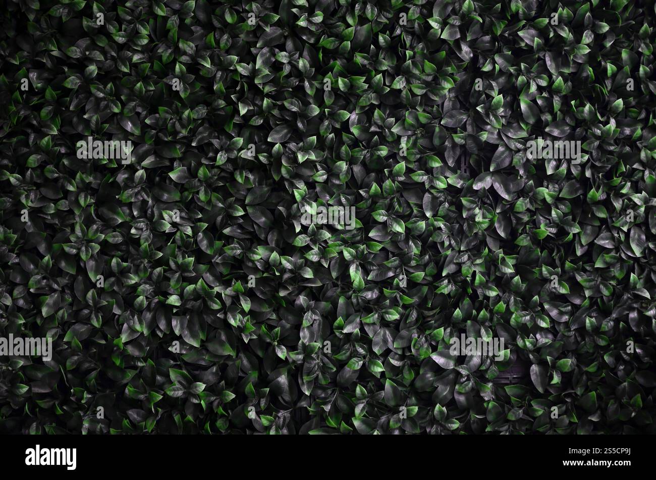 Green ivy cresce lungo la parete. Texture di densi canneti del vitigno selvatico Foto Stock